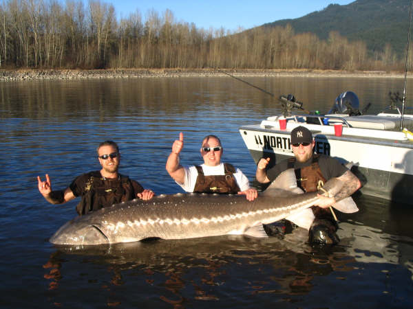 sturgeon fishing bait Archives - Sturgeon Fishing