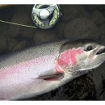 steelhead fishing