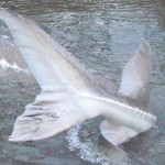 Fraser River Sturgeon